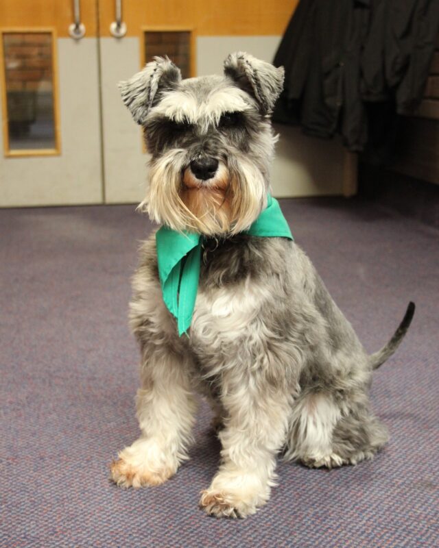Schnauzer sat on blue/red carpet wearing a green bandana